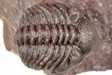 Curled Red Austerops Trilobite - Hmar Laghdad, Morocco #320891-1